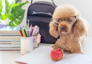 פעילות עם כלבים במוסדות חינוך